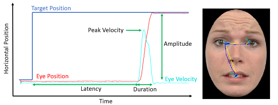 Common Saccade Metrics