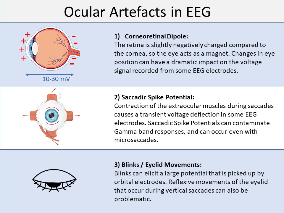 Ocular artefacts EEG and eye tracking