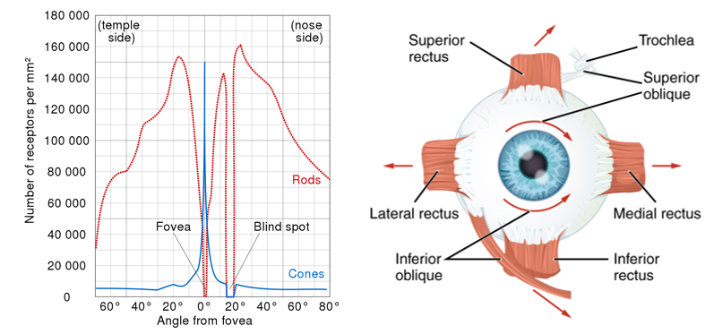 Eye Tracking Terminology - Eye Movements - Fast, Accurate, Reliable Eye