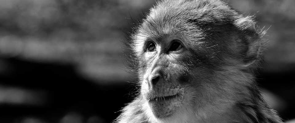 Non Human Primate Eye Tracking Solutions Sr Research Non Human Primate Eye Tracking Solutions Sr Research