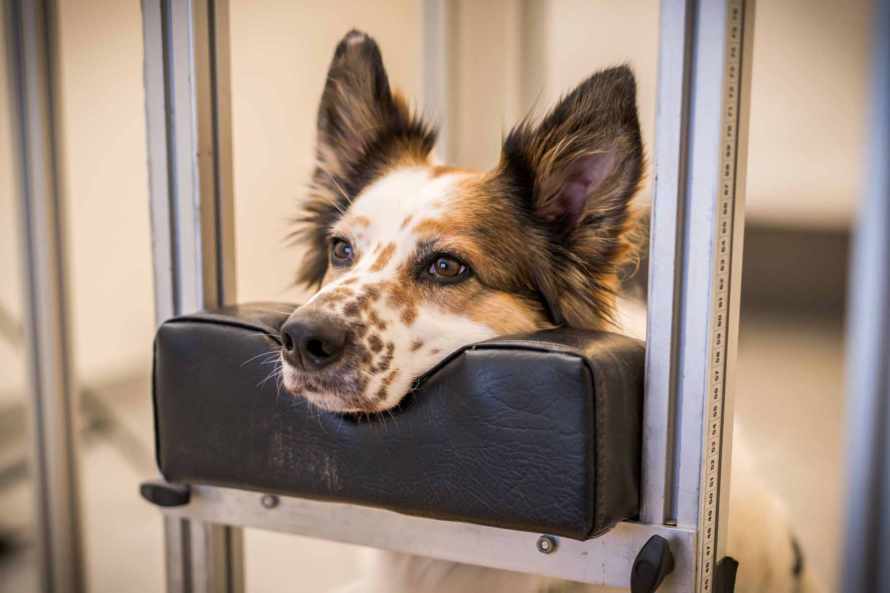 Eye-Tracking Set-Up with Dog in Chin-rest