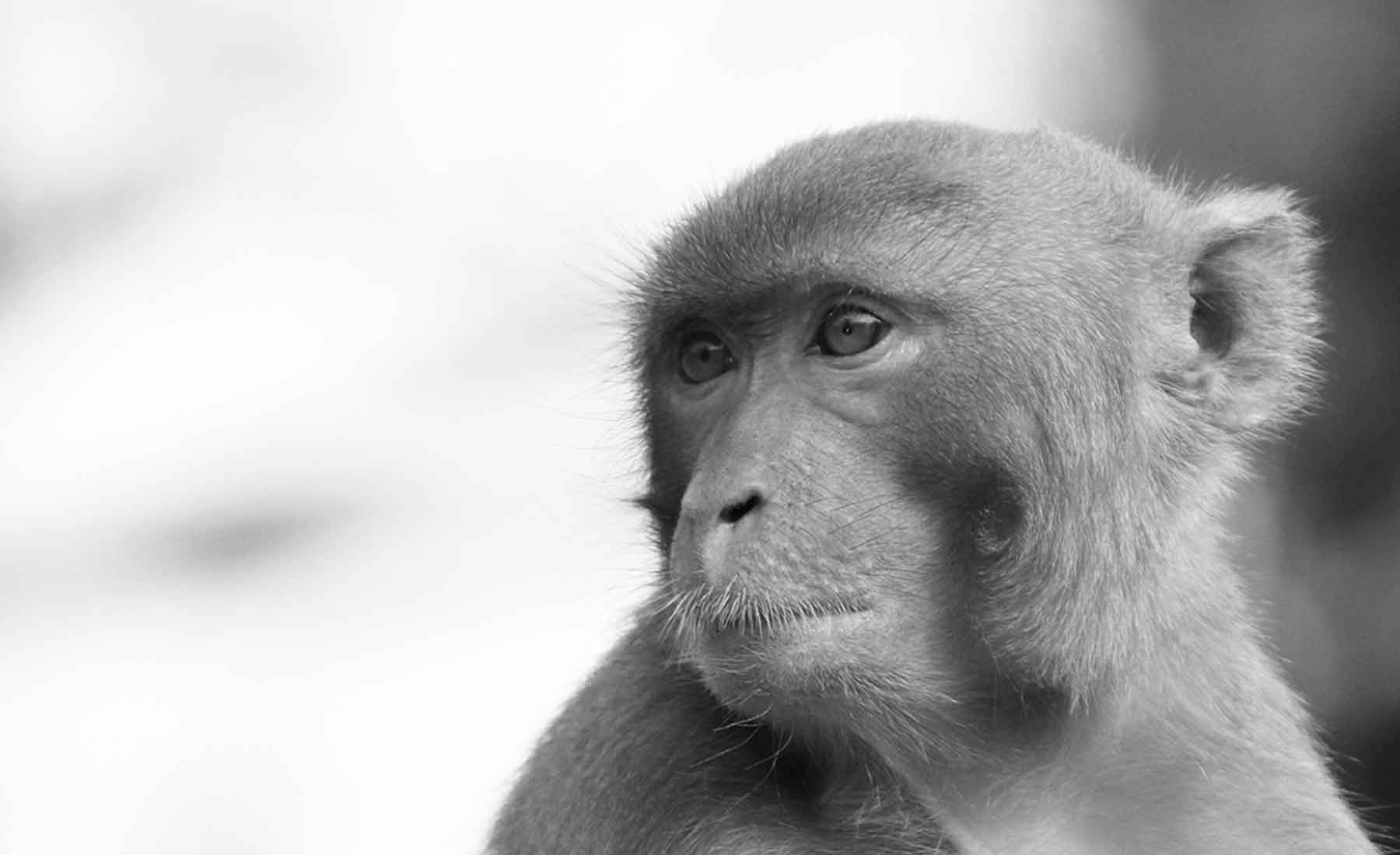 EyeLink Eye Tracker Monkey MacaquePrimate Research