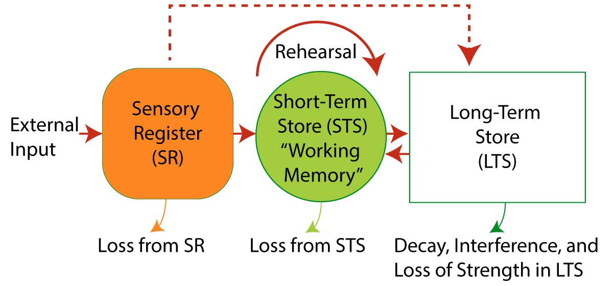 Atkinson and Shiffrin (1968) Model of Memory