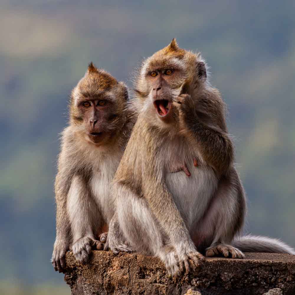 Prosocial Behavior
